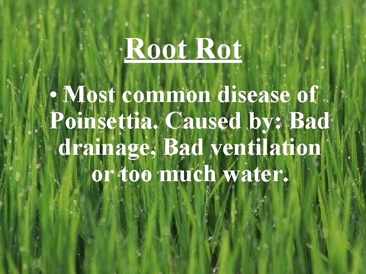 Root Rot • Most common disease of Poinsettia. Caused by: Bad drainage, Bad ventilation Root Rot • Most common disease of Poinsettia. Caused by: Bad drainage, Bad ventilation