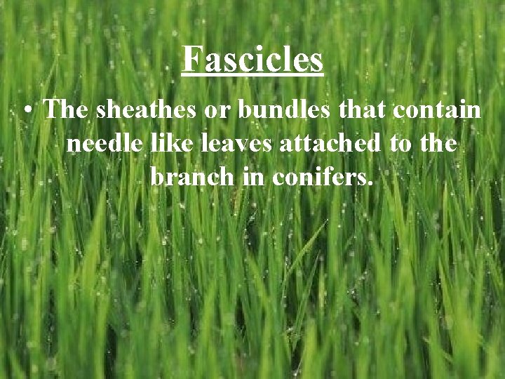 Fascicles • The sheathes or bundles that contain needle like leaves attached to the