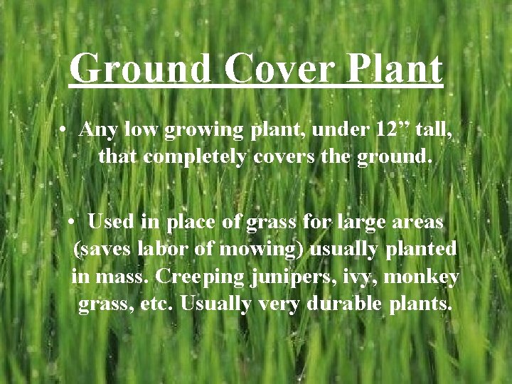 Ground Cover Plant • Any low growing plant, under 12” tall, that completely covers