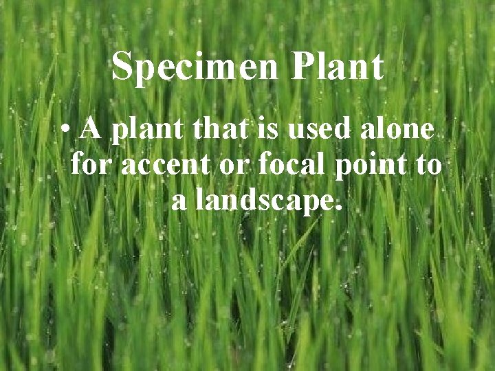 Specimen Plant • A plant that is used alone for accent or focal point