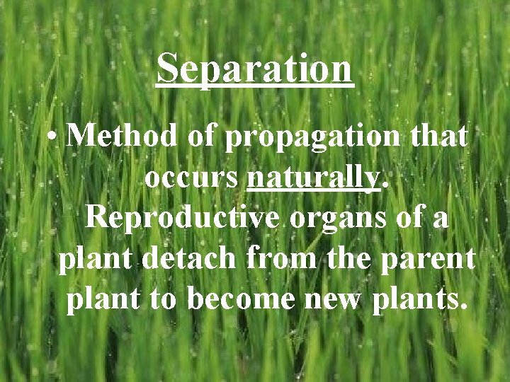 Separation • Method of propagation that occurs naturally. Reproductive organs of a plant detach