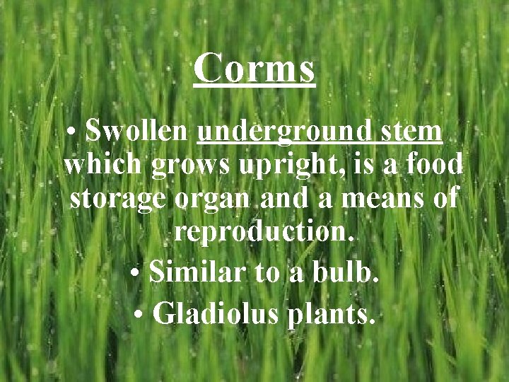 Corms • Swollen underground stem which grows upright, is a food storage organ and Corms • Swollen underground stem which grows upright, is a food storage organ and