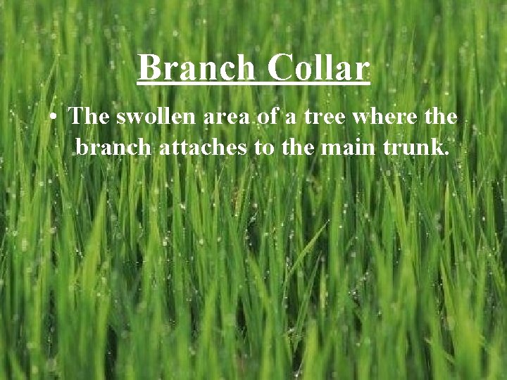 Branch Collar • The swollen area of a tree where the branch attaches to Branch Collar • The swollen area of a tree where the branch attaches to