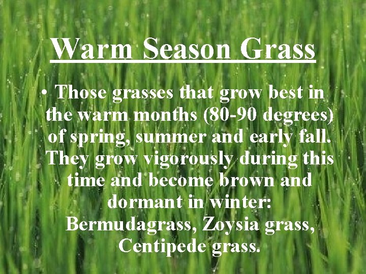 Warm Season Grass • Those grasses that grow best in the warm months (80