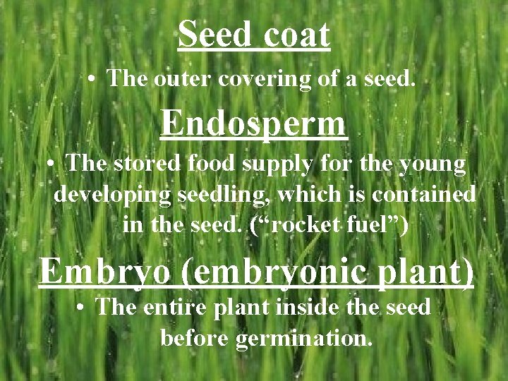 Seed coat • The outer covering of a seed. Endosperm • The stored food Seed coat • The outer covering of a seed. Endosperm • The stored food