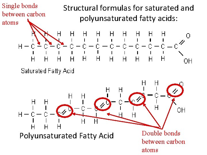 Single bonds between carbon atoms Structural formulas for saturated and polyunsaturated fatty acids: Polyunsaturated