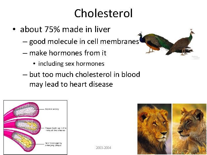 Cholesterol • about 75% made in liver – good molecule in cell membranes –