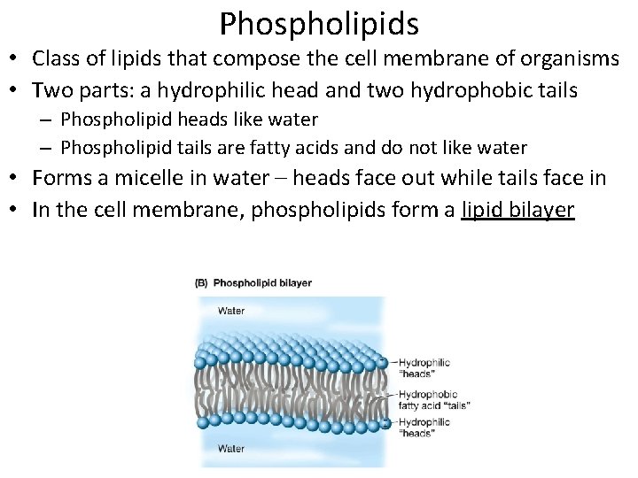 Phospholipids • Class of lipids that compose the cell membrane of organisms • Two