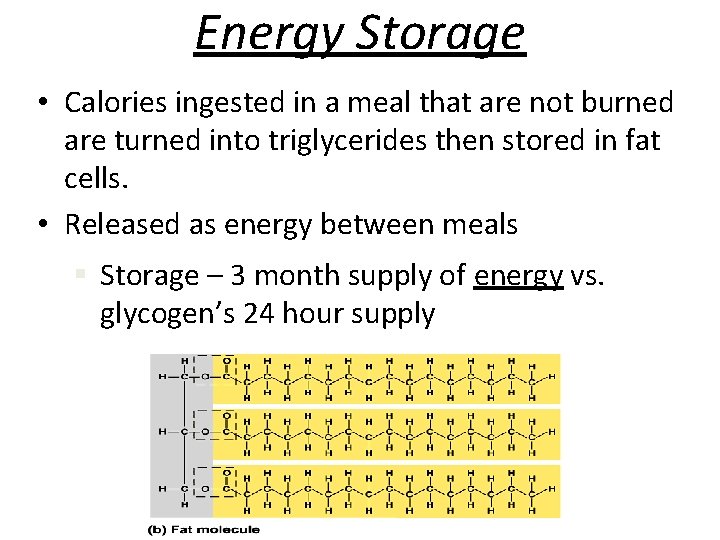 Energy Storage • Calories ingested in a meal that are not burned are turned