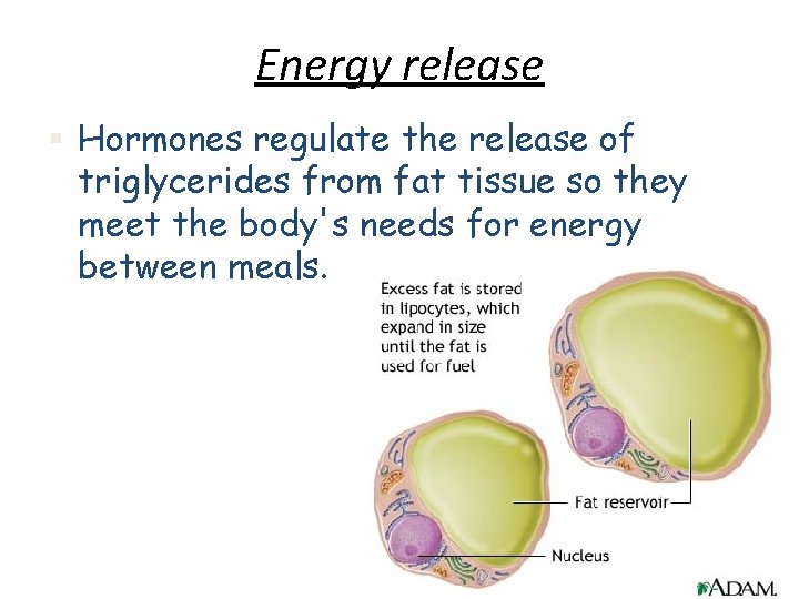 Energy release § Hormones regulate the release of triglycerides from fat tissue so they