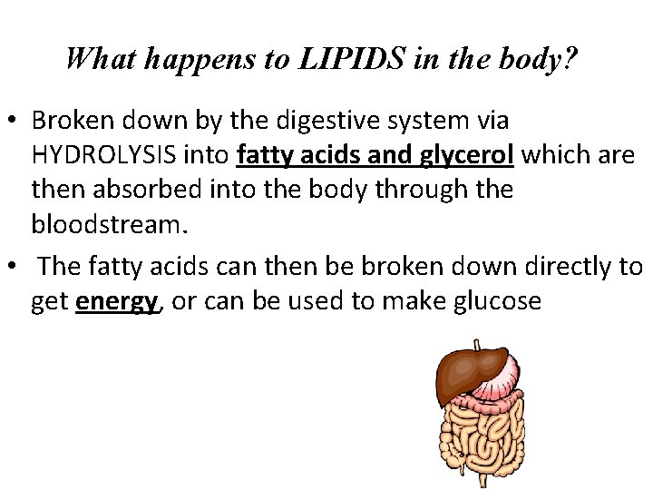 What happens to LIPIDS in the body? • Broken down by the digestive system