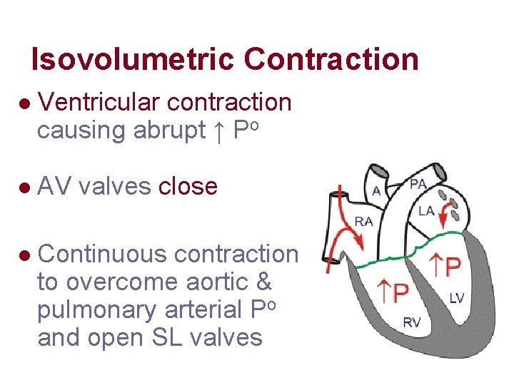 Isovolumetric Contraction l Ventricular contraction causing abrupt ↑ Po l AV valves close l Isovolumetric Contraction l Ventricular contraction causing abrupt ↑ Po l AV valves close l