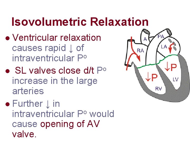 Isovolumetric Relaxation Ventricular relaxation causes rapid ↓ of intraventricular Po l SL valves close Isovolumetric Relaxation Ventricular relaxation causes rapid ↓ of intraventricular Po l SL valves close