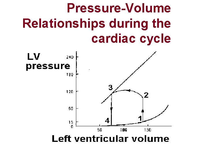 Pressure-Volume Relationships during the cardiac cycle Pressure-Volume Relationships during the cardiac cycle