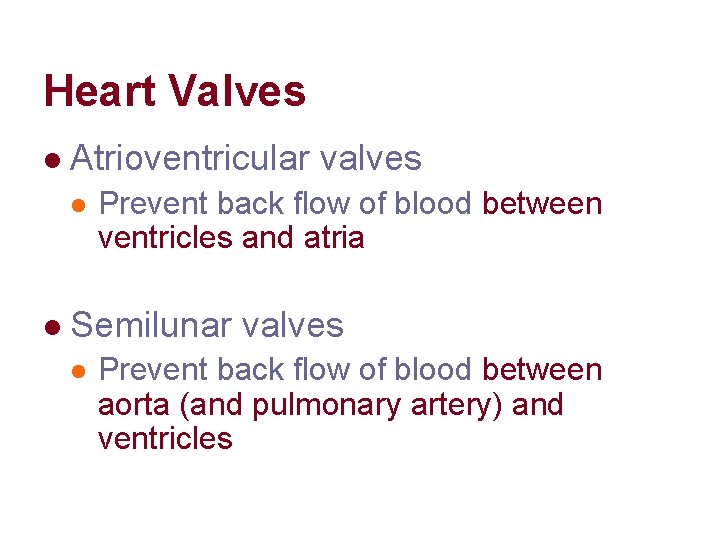 Heart Valves l Atrioventricular valves l l Prevent back flow of blood between ventricles Heart Valves l Atrioventricular valves l l Prevent back flow of blood between ventricles