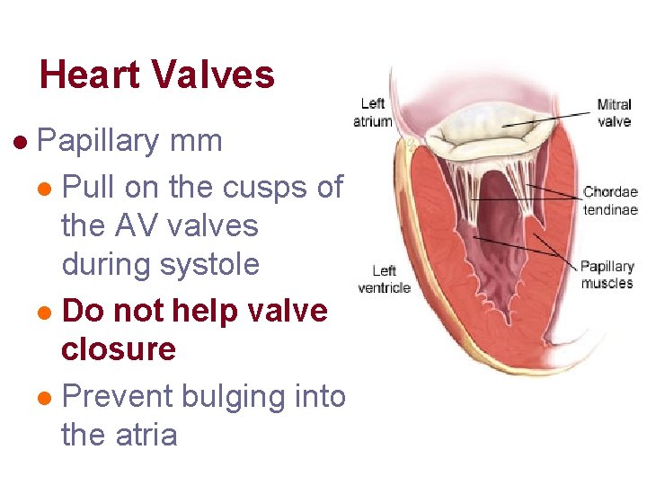 Heart Valves l Papillary mm l Pull on the cusps of the AV valves Heart Valves l Papillary mm l Pull on the cusps of the AV valves