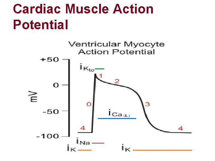 Cardiac Muscle Action Potential Cardiac Muscle Action Potential