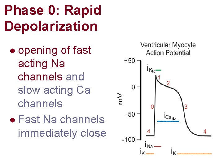 Phase 0: Rapid Depolarization opening of fast acting Na channels and slow acting Ca Phase 0: Rapid Depolarization opening of fast acting Na channels and slow acting Ca