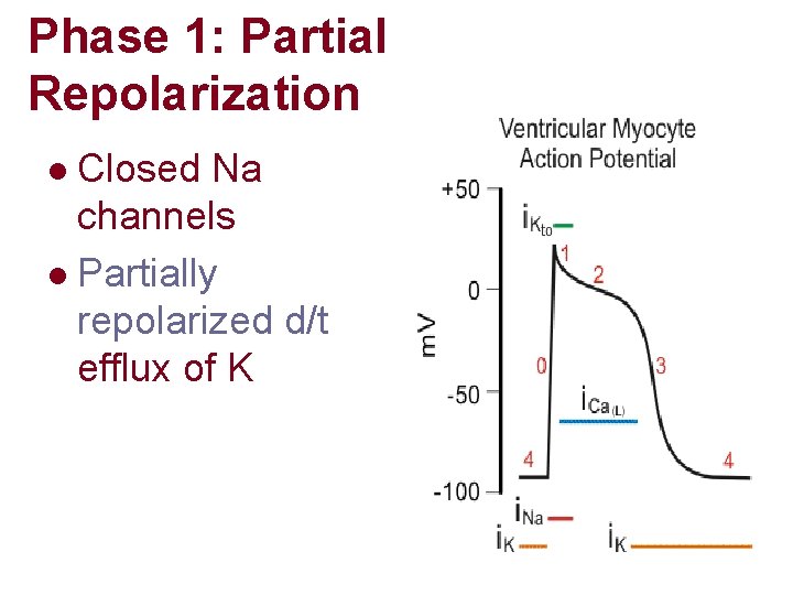 Phase 1: Partial Repolarization Closed Na channels l Partially repolarized d/t efflux of K Phase 1: Partial Repolarization Closed Na channels l Partially repolarized d/t efflux of K
