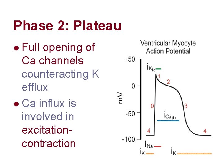 Phase 2: Plateau Full opening of Ca channels counteracting K efflux l Ca influx Phase 2: Plateau Full opening of Ca channels counteracting K efflux l Ca influx