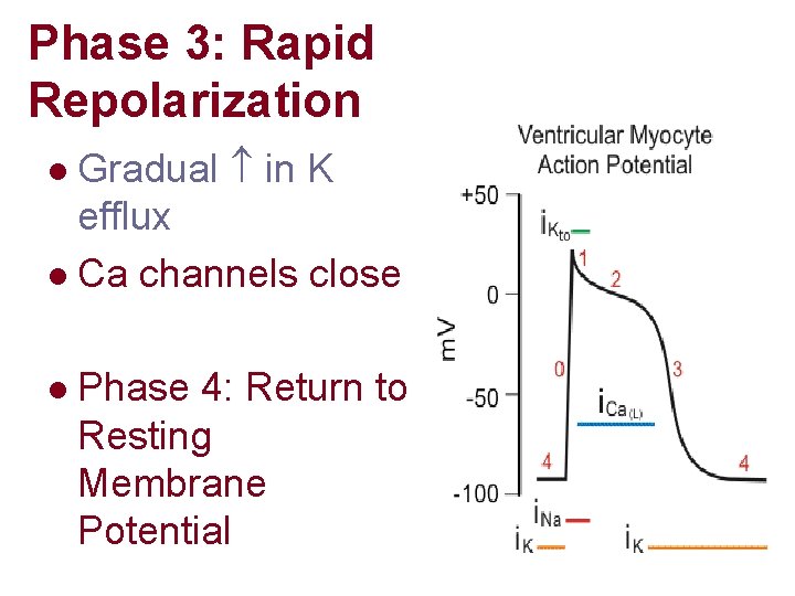 Phase 3: Rapid Repolarization Gradual in K efflux l Ca channels close l l Phase 3: Rapid Repolarization Gradual in K efflux l Ca channels close l l
