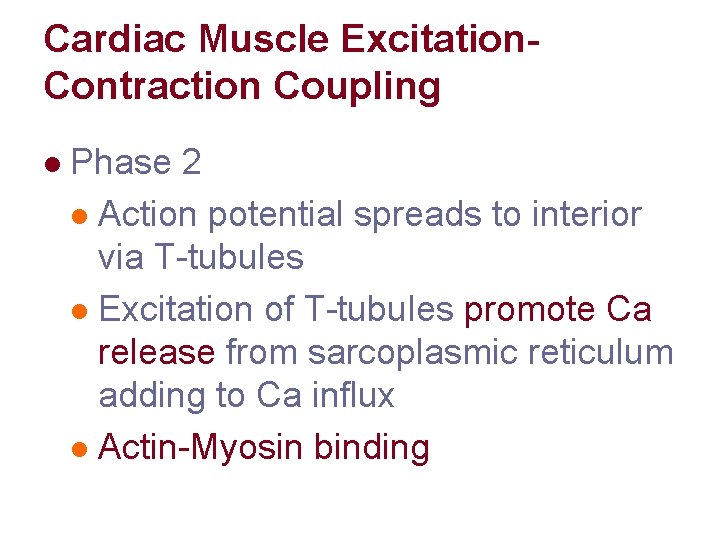 Cardiac Muscle Excitation. Contraction Coupling l Phase 2 l Action potential spreads to interior Cardiac Muscle Excitation. Contraction Coupling l Phase 2 l Action potential spreads to interior