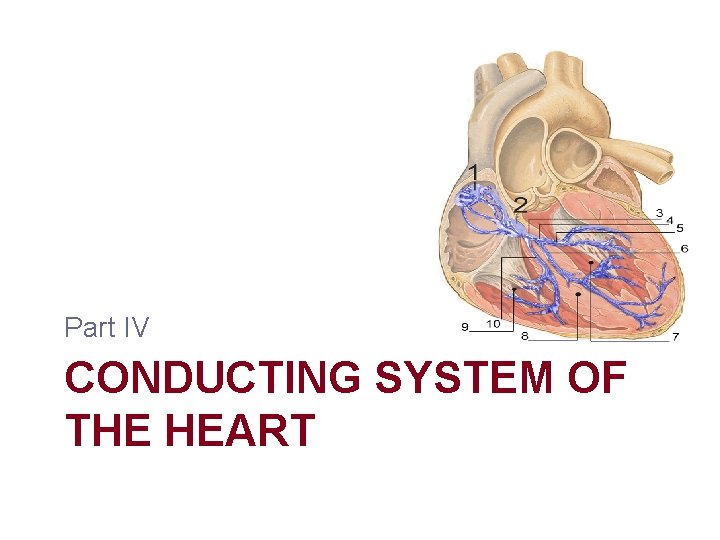 Part IV CONDUCTING SYSTEM OF THE HEART Part IV CONDUCTING SYSTEM OF THE HEART
