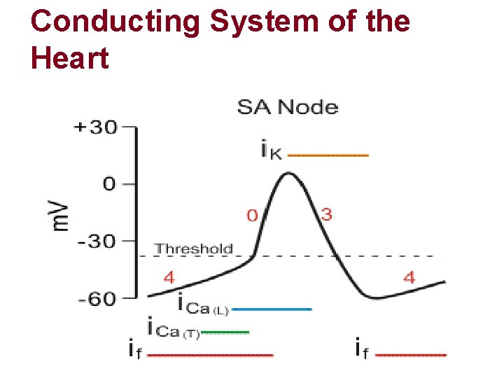 Conducting System of the Heart Conducting System of the Heart