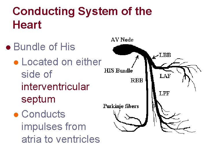Conducting System of the Heart l Bundle of His l Located on either side Conducting System of the Heart l Bundle of His l Located on either side