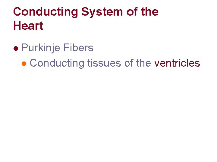 Conducting System of the Heart l Purkinje Fibers l Conducting tissues of the ventricles Conducting System of the Heart l Purkinje Fibers l Conducting tissues of the ventricles
