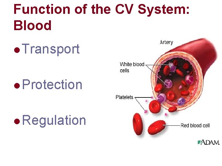Function of the CV System: Blood l Transport l Protection l Regulation Function of the CV System: Blood l Transport l Protection l Regulation