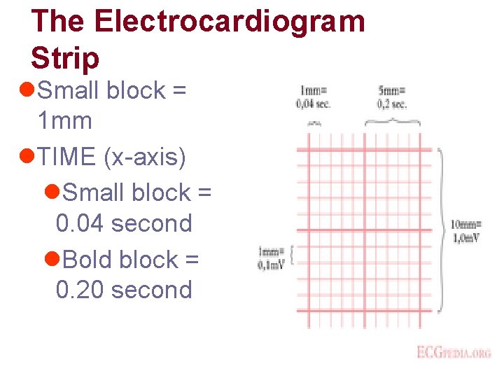 The Electrocardiogram Strip l. Small block = 1 mm l. TIME (x-axis) l. Small The Electrocardiogram Strip l. Small block = 1 mm l. TIME (x-axis) l. Small