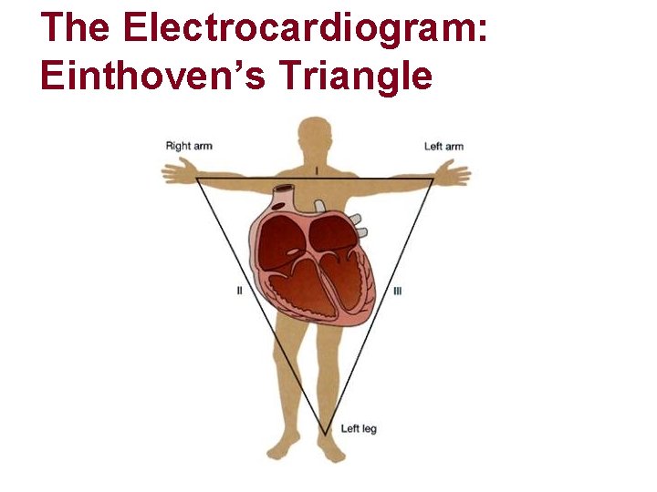 The Electrocardiogram: Einthoven’s Triangle The Electrocardiogram: Einthoven’s Triangle