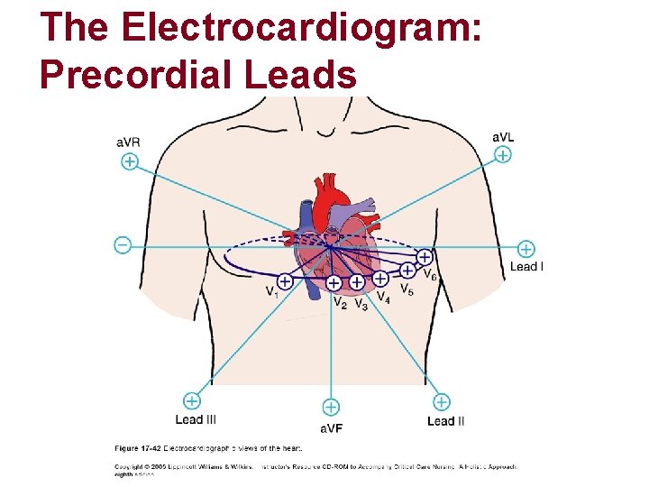 The Electrocardiogram: Precordial Leads The Electrocardiogram: Precordial Leads