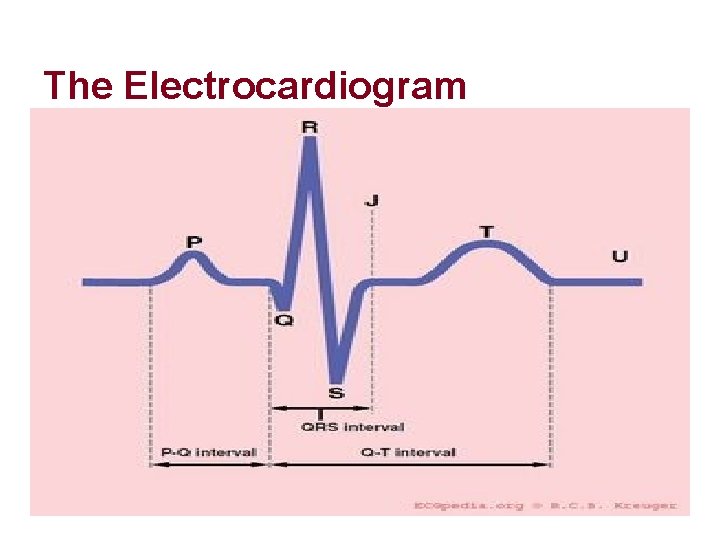The Electrocardiogram The Electrocardiogram