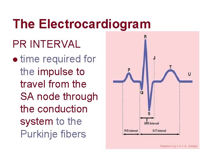 The Electrocardiogram PR INTERVAL l time required for the impulse to travel from the The Electrocardiogram PR INTERVAL l time required for the impulse to travel from the