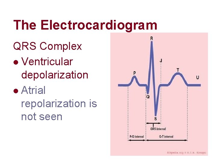 The Electrocardiogram QRS Complex l Ventricular depolarization l Atrial repolarization is not seen The Electrocardiogram QRS Complex l Ventricular depolarization l Atrial repolarization is not seen
