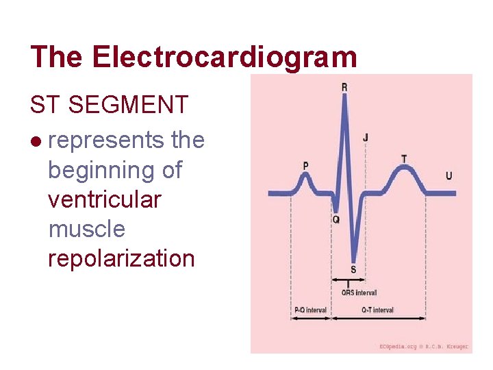 The Electrocardiogram ST SEGMENT l represents the beginning of ventricular muscle repolarization The Electrocardiogram ST SEGMENT l represents the beginning of ventricular muscle repolarization