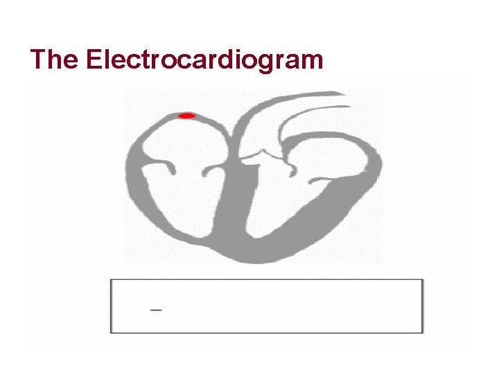The Electrocardiogram The Electrocardiogram