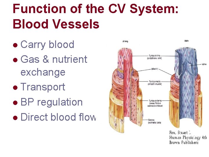 Function of the CV System: Blood Vessels Carry blood l Gas & nutrient exchange Function of the CV System: Blood Vessels Carry blood l Gas & nutrient exchange