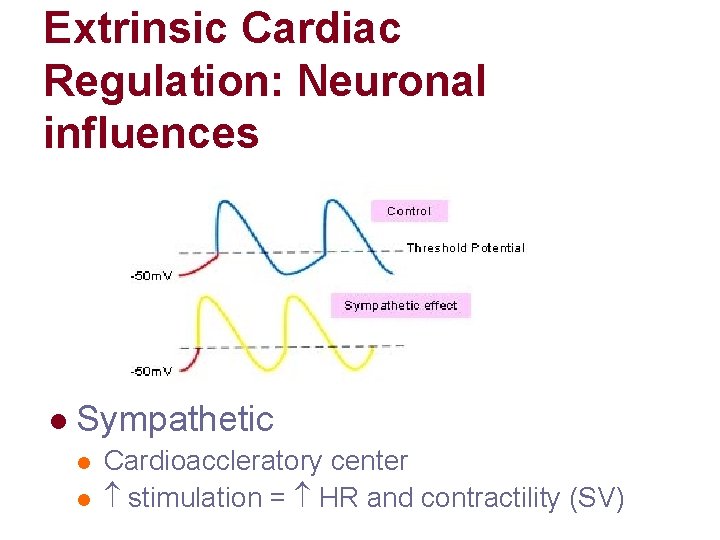 Extrinsic Cardiac Regulation: Neuronal influences l Sympathetic l l Cardioaccleratory center stimulation = HR Extrinsic Cardiac Regulation: Neuronal influences l Sympathetic l l Cardioaccleratory center stimulation = HR