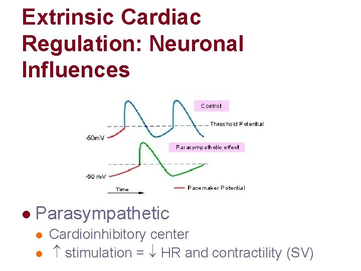 Extrinsic Cardiac Regulation: Neuronal Influences l Parasympathetic l l Cardioinhibitory center stimulation = HR Extrinsic Cardiac Regulation: Neuronal Influences l Parasympathetic l l Cardioinhibitory center stimulation = HR