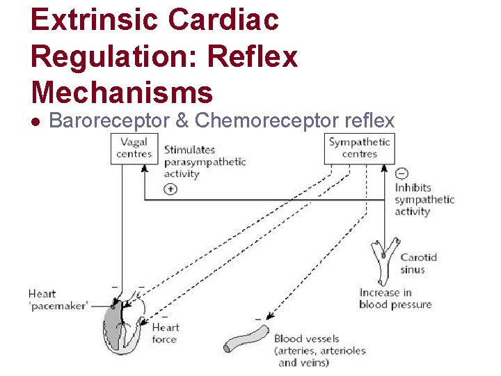 Extrinsic Cardiac Regulation: Reflex Mechanisms l Baroreceptor & Chemoreceptor reflex Extrinsic Cardiac Regulation: Reflex Mechanisms l Baroreceptor & Chemoreceptor reflex
