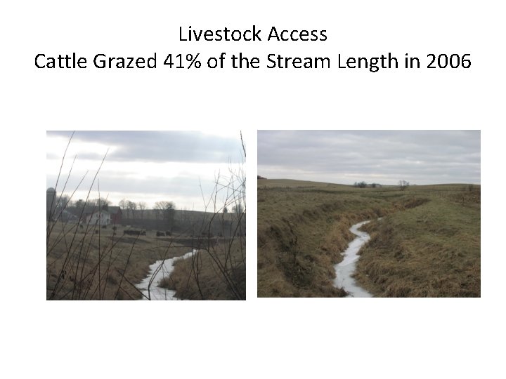 Livestock Access Cattle Grazed 41% of the Stream Length in 2006 