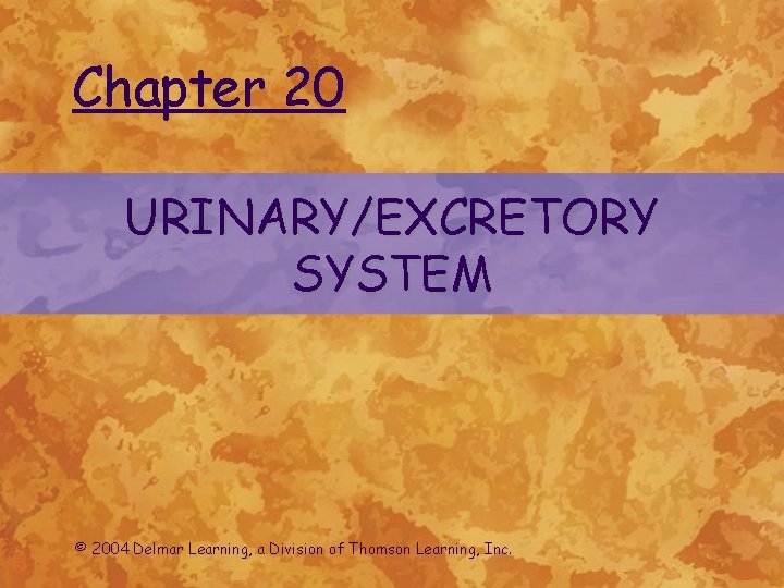 Chapter 20 URINARY/EXCRETORY SYSTEM © 2004 Delmar Learning, a Division of Thomson Learning, Inc.