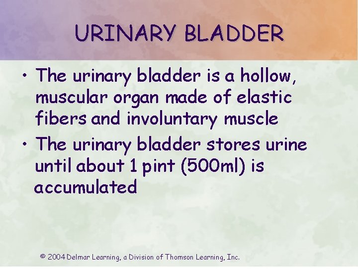 URINARY BLADDER • The urinary bladder is a hollow, muscular organ made of elastic