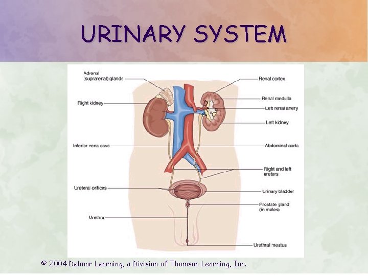URINARY SYSTEM © 2004 Delmar Learning, a Division of Thomson Learning, Inc. 
