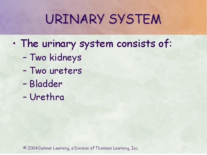 URINARY SYSTEM • The urinary system consists of: – Two kidneys – Two ureters