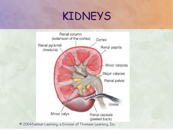 KIDNEYS © 2004 Delmar Learning, a Division of Thomson Learning, Inc. 