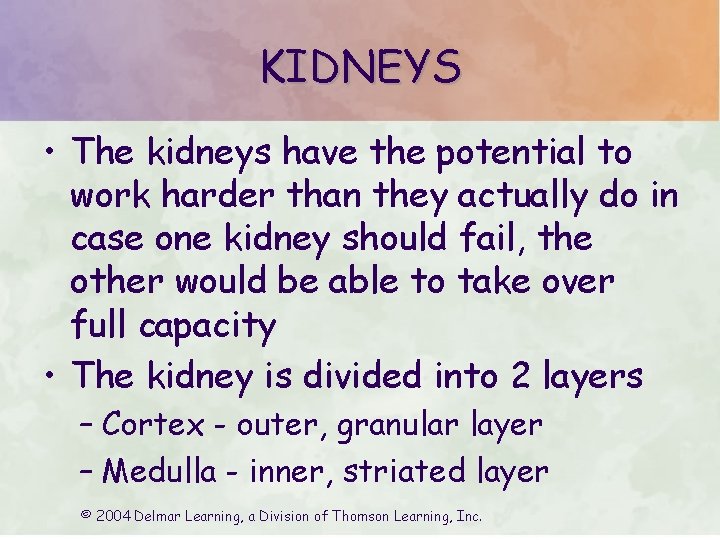 KIDNEYS • The kidneys have the potential to work harder than they actually do